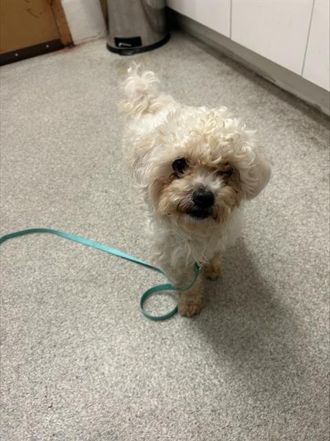 STANLEY - Poodle (Miniature) available for adoption