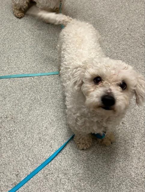 LEO - Poodle (Miniature) available for adoption