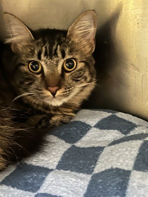 PEARL - Domestic Medium Hair available for adoption