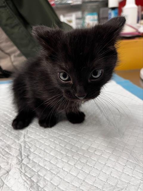 TURMERIC - Domestic Short Hair available for adoption