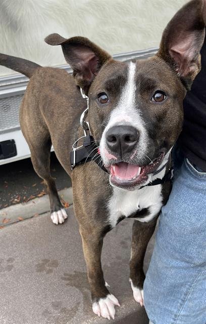 ALICE - Pit Bull Terrier available for adoption