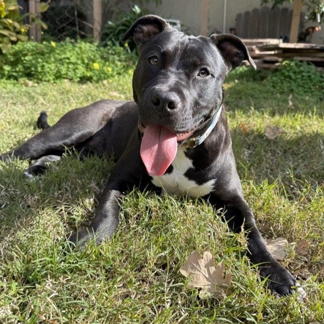 TINA - Pit Bull Terrier available for adoption