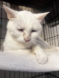 LULU - Photo 1