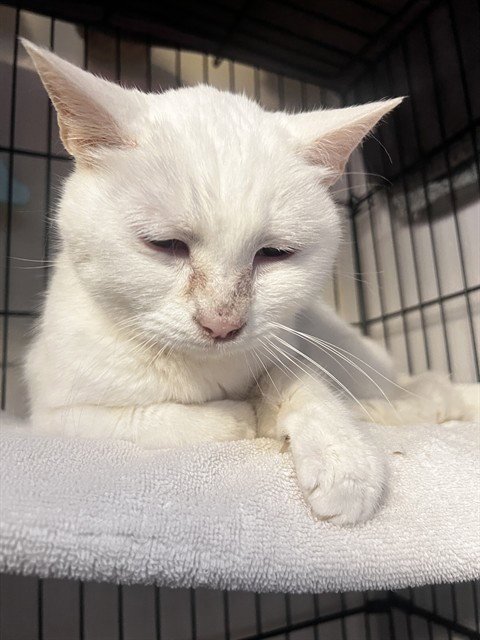 LULU - Siamese available for adoption