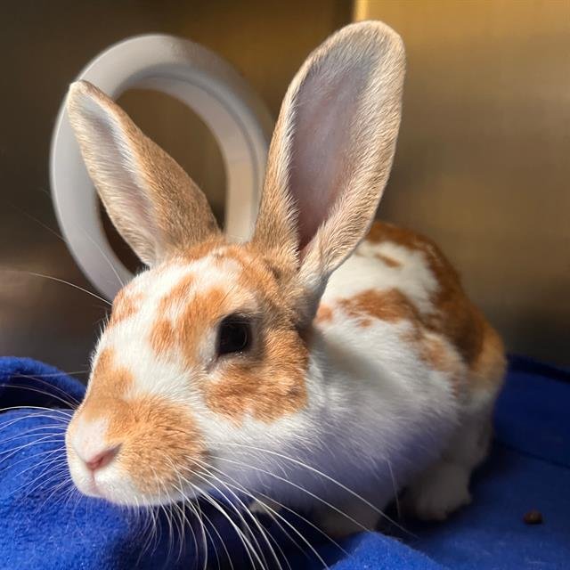 SAFFRON - Shorthaired Rabbit available for adoption