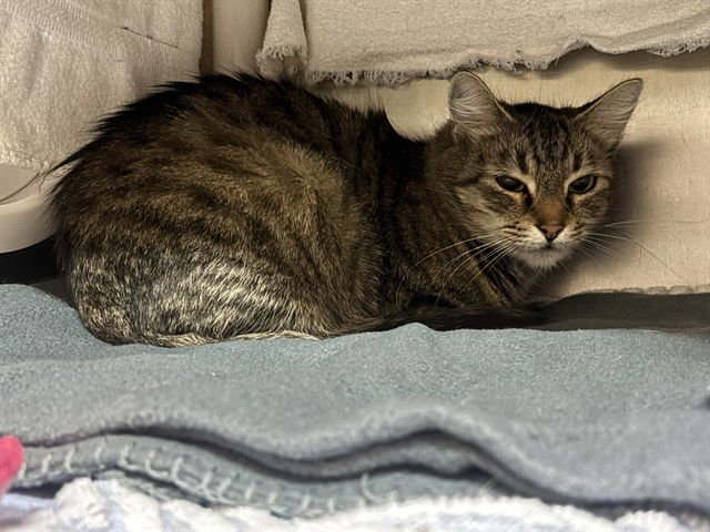 PRINCESS ZELDA - Domestic Medium Hair available for adoption