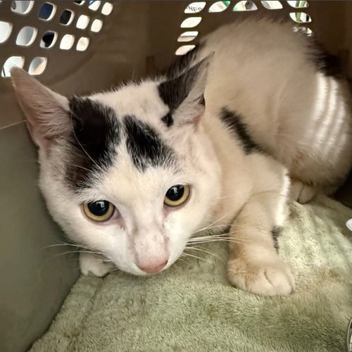 A053687 - Domestic Short Hair available for adoption