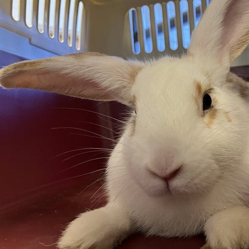 PEACHES - Shorthaired Rabbit available for adoption