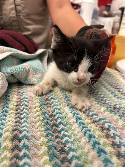 RAINBOW - Domestic Short Hair available for adoption