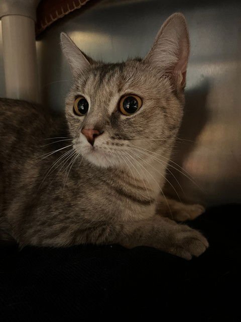 MITZY - Domestic Short Hair available for adoption