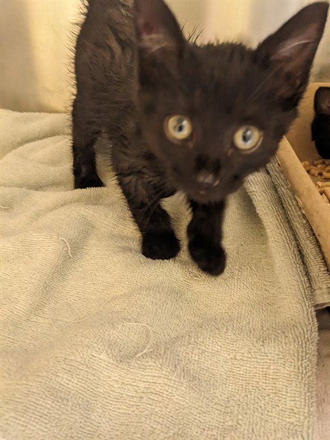 ONYX - Domestic Short Hair available for adoption