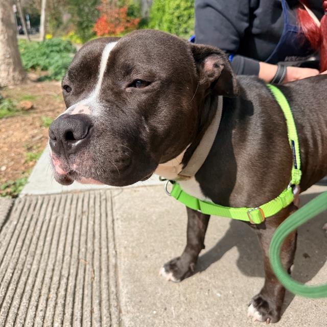 GOMBITO - Pit Bull Terrier available for adoption