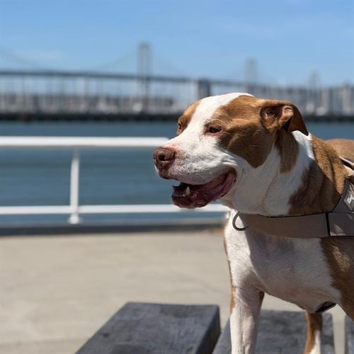 POPPA - Pit Bull Terrier available for adoption