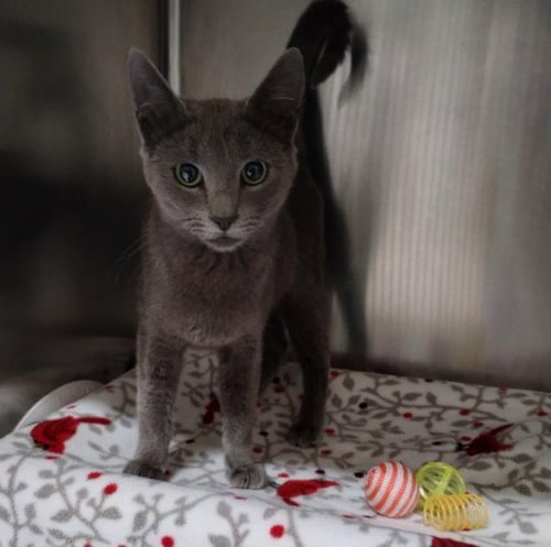 KIWI - Domestic Short Hair available for adoption