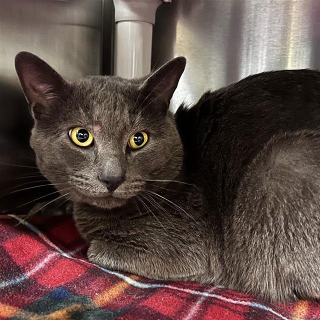 EARL - Domestic Short Hair available for adoption