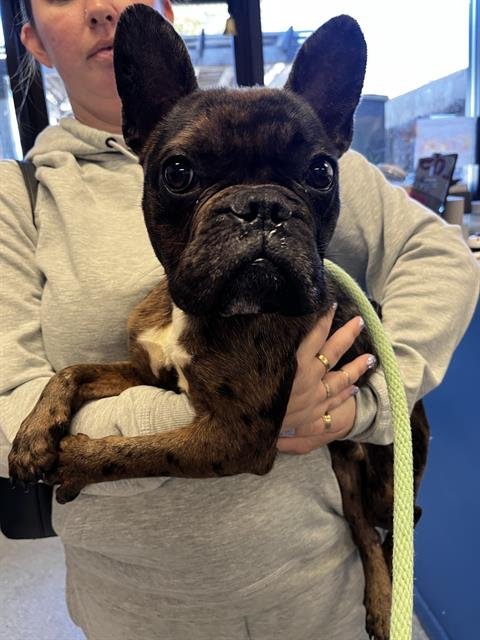 STITCH - French Bulldog available for adoption