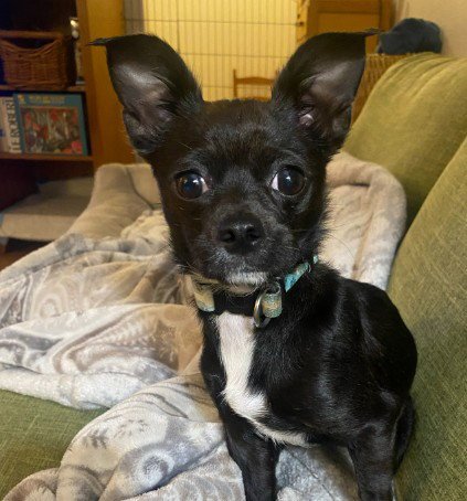 A053760 - Chihuahua available for adoption