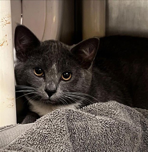 HERMES - Domestic Short Hair available for adoption