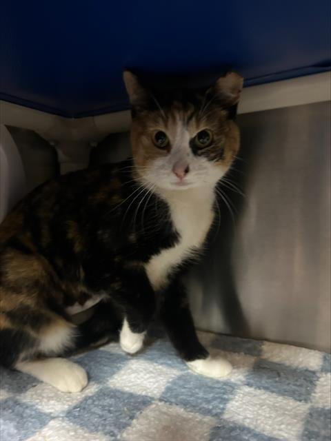 CHEEZE-IT - Domestic Short Hair available for adoption