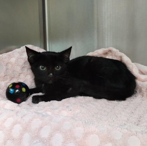 MCFLURRY - Domestic Short Hair available for adoption