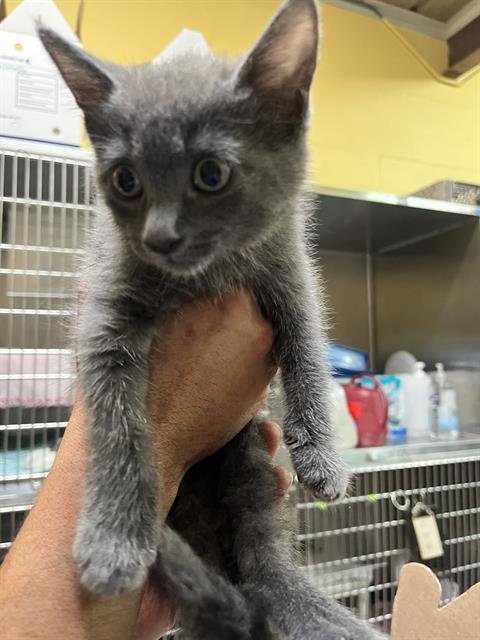 A053765 - Domestic Medium Hair available for adoption