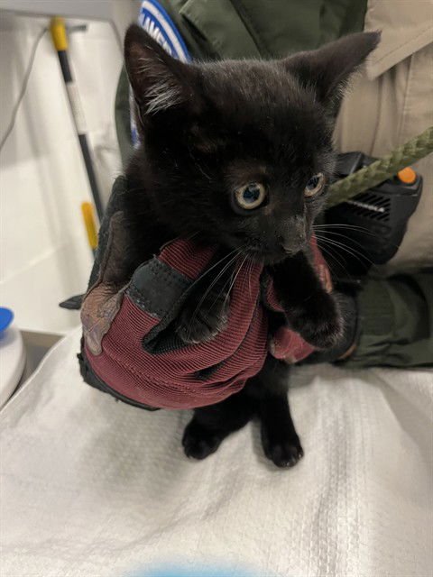 CHICKEN NOODLE - Domestic Short Hair available for adoption