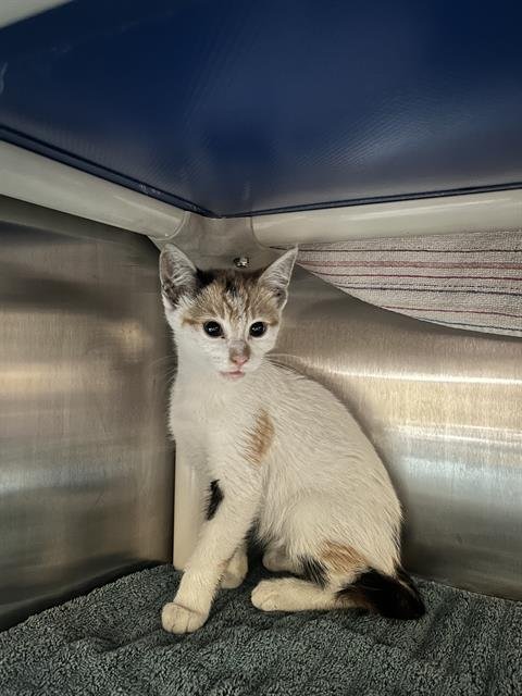 PUMPKIN - Domestic Short Hair available for adoption
