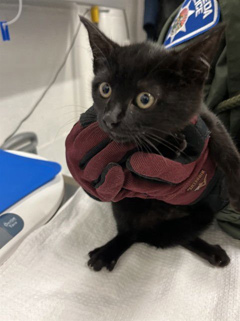 CHOWDER - Domestic Short Hair available for adoption