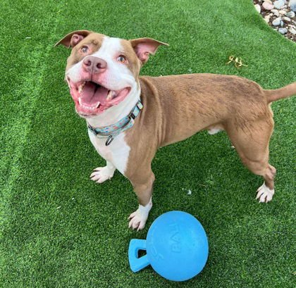 POPPA - Pit Bull Terrier available for adoption