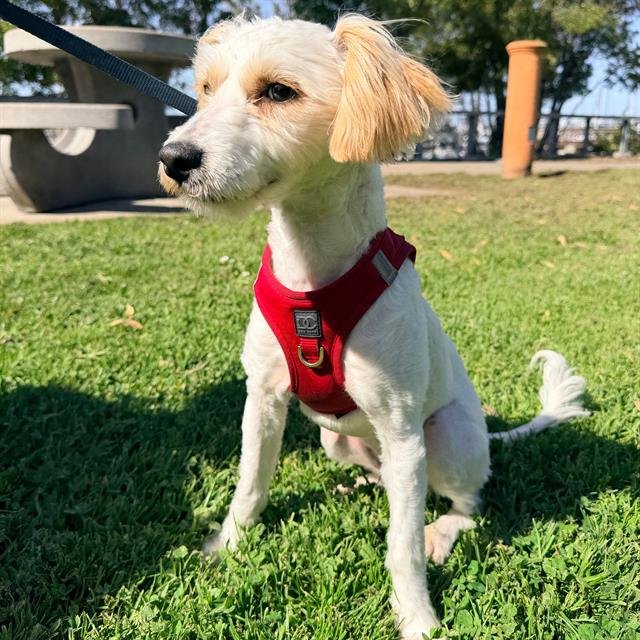 PIPPI LONGSTOCKING - Poodle (Miniature) available for adoption