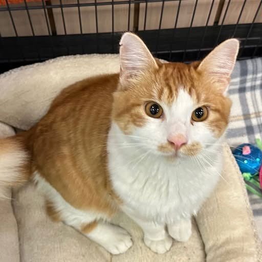 GINGER BREAD - Domestic Short Hair available for adoption