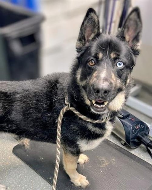 SINATRA - Siberian Husky / German Shepherd Dog for adoption in Oakland