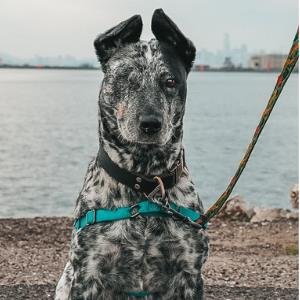 VIXEN - Australian Cattle Dog/Blue Heeler for adoption in Oakland