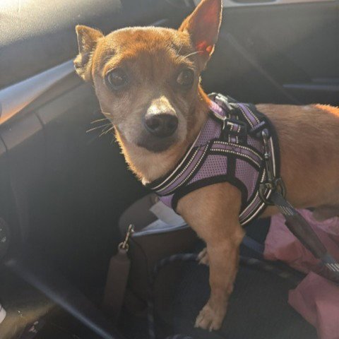 FRANK - Chihuahua available for adoption