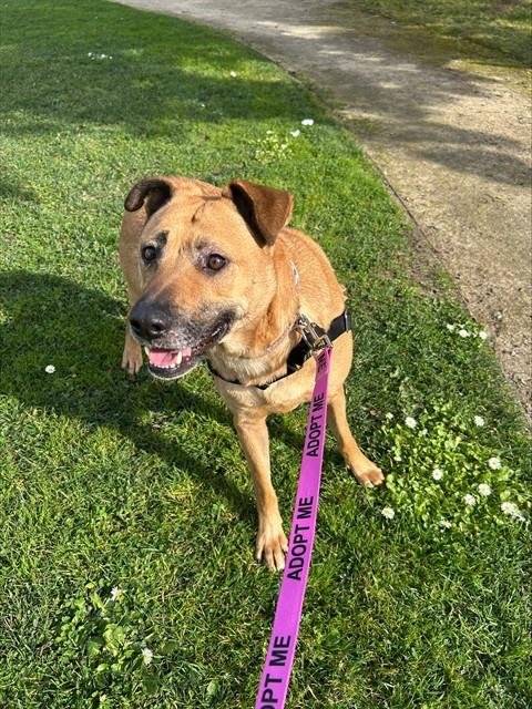 LEXI - German Shepherd Dog available for adoption