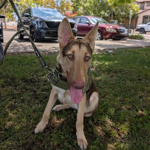 FINN - German Shepherd Dog / Labrador Retriever available for adoption