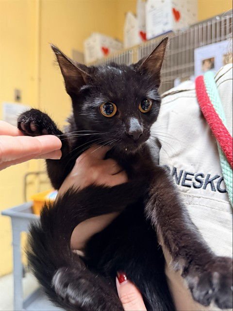 INKY - Domestic Medium Hair available for adoption