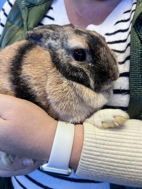 GRACE - Shorthaired Rabbit available for adoption
