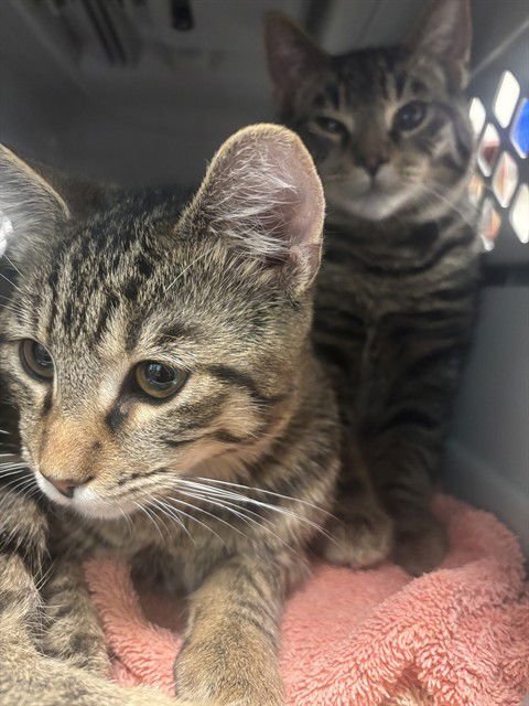 SHESHE - Domestic Short Hair available for adoption