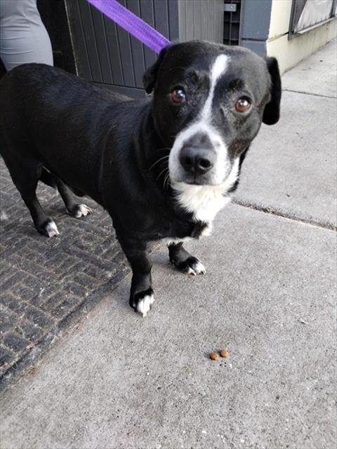 BUD - Basset Hound available for adoption