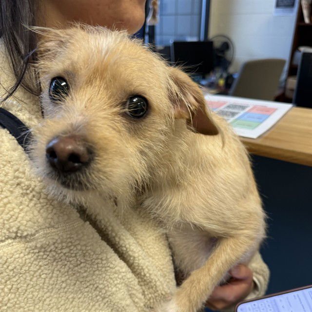 STEVE - Cairn Terrier available for adoption