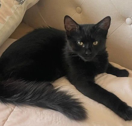 COCO - Domestic Medium Hair available for adoption