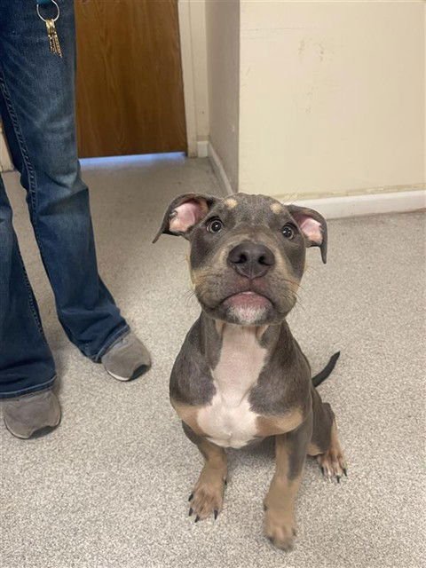 CHARMANDER - Pit Bull Terrier available for adoption