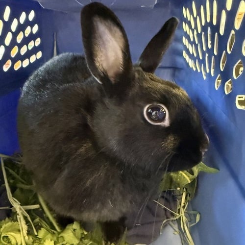 CUPCAKE - Shorthaired Rabbit available for adoption