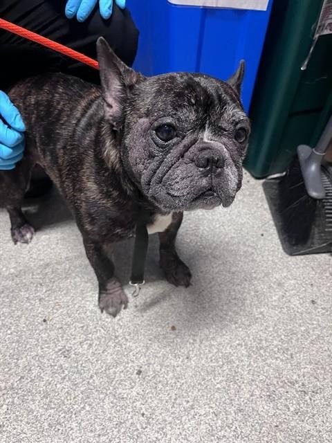 TAZ - French Bulldog for adoption in Oakland