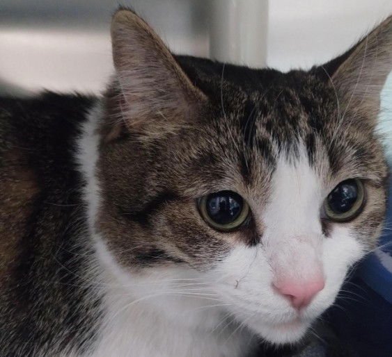 HERO - Domestic Short Hair available for adoption