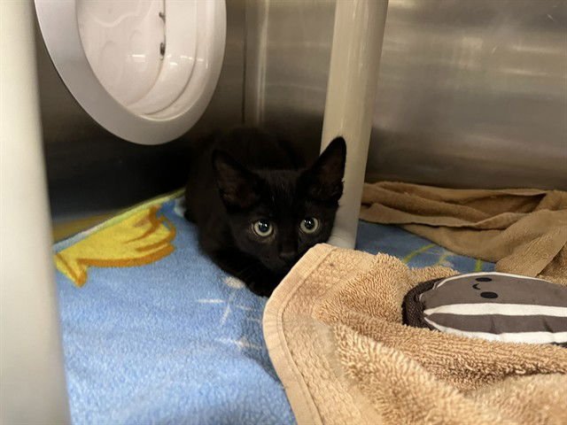 TOOTSIE - Domestic Short Hair available for adoption