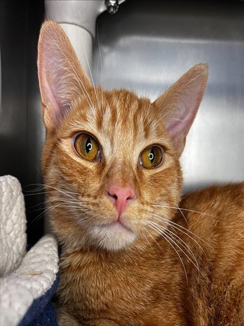 TINY - Domestic Short Hair available for adoption