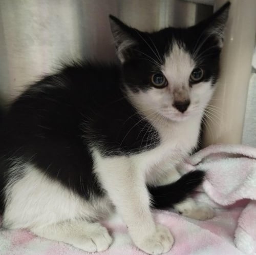 DASH - Domestic Short Hair available for adoption