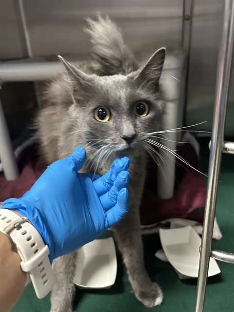 BO - Domestic Medium Hair available for adoption
